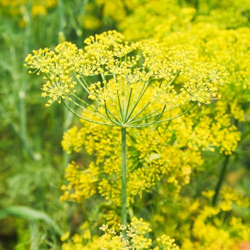Clovers Garden Bouquet Dill Herb Plants – Two (2) Live Plants – Non-GMO - Not Seeds - Each 4 to 8 Tall – in 4 Inch Pots - Heirloom, Fragrant, Fast Growing