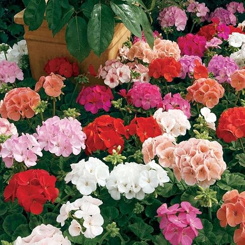 Park Seed Maverick Mix Geranium Seeds – Large-Flowered Pelargonium for Hot, Humid Summers, Compact, Well-Branched Plants Ideal for Containers, Window Boxes & Beds – Pack of 100