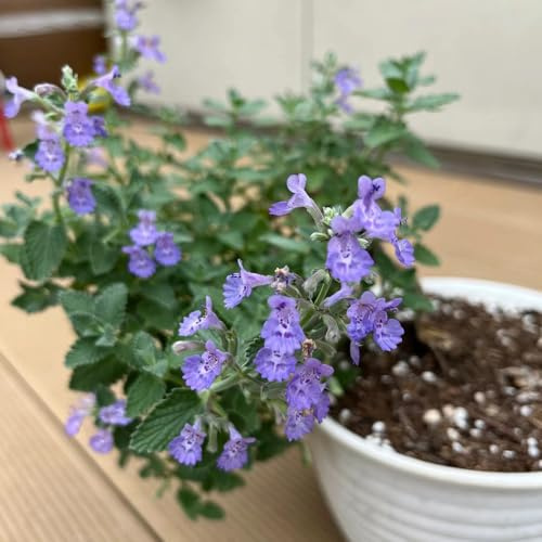katzenminze, steingartenpflanzen winterhart nachhaltige produkte garten minze kräuterpflanzen balkonpflanzen winterharte garten 300samen