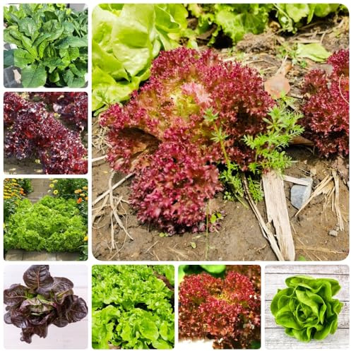 Pflücksalat, Salatsamen, gemüsesamen wintergemüse kaufen wintergemüse exotische 400Samen