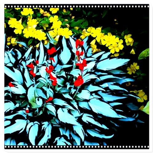 Seltene Funkie/Winterharte Funkie für den Außenbereich/Deutsche Gartenpflanze/Schnellwachsend-4 PCS-C
