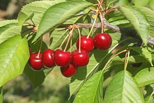 1st. Süßkirschbaum Rexelle Beutelsbacher  Kirschbaum 120-150cm im großem Topf Kirschbaum Obstbaum sichere Juli-Ernte – pflegeleicht, winterhart & ideal für Naschgärten