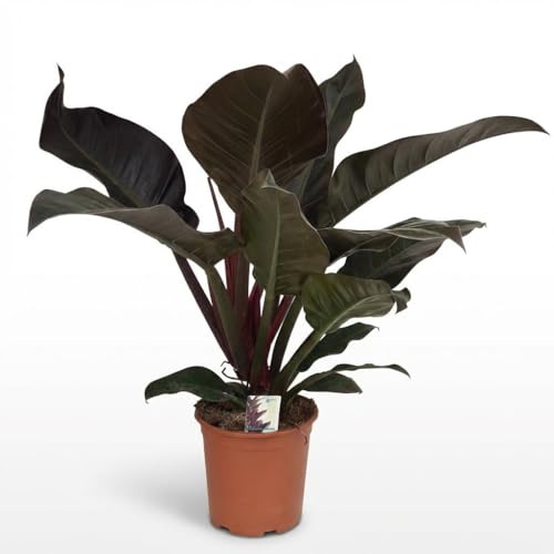 Philodendron - Philodendron Imperial Red - Röd - Låg skötsel - 50-60cm - Ø19cm - Krukväxt - Vintergrön