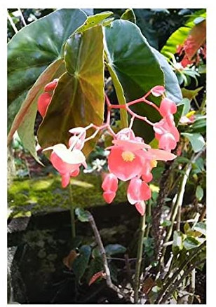 Pezzi - 10x Begonia Coccinea Cespuglio Giardino Piante - Seme ID331 - Seeds & Plants Shop by Ipsa