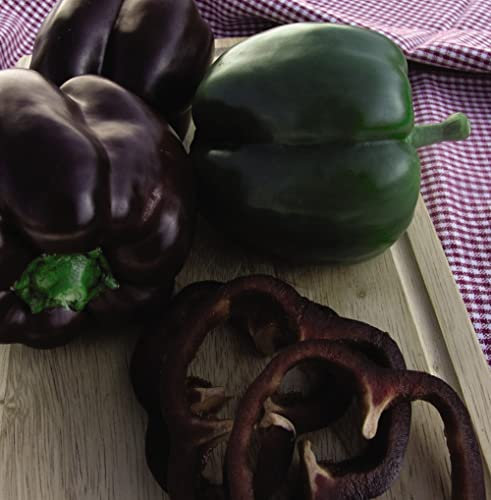 Sweet Pepper 'Ingrid' Kew Collection Seeds Capsicum annuum VAR. Bell Pepper Half-Hardy Annual Garden Vegetable Plant Easy to Grow Your Own 1x Seed Packet (Approx. 5 Seeds) by Thompson and Morgan