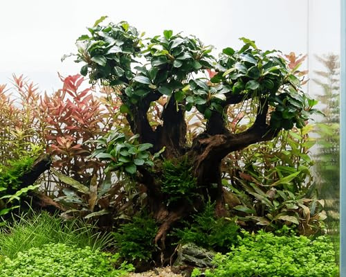 NatureHolic Bucephalandra Bonsai träd XXL sten Bonsai Mokuishi planterad – akvariedekoration med sittande växt – polyresin 100 % inert – omedelbart klar att användas – ca 20 x 22 x 10 cm