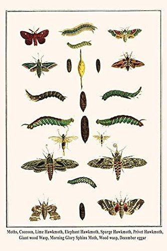 Moths Coccoon Lime Hawkmoth Elephant Hawkmoth Spurge Hawkmoth Privet Hawkmoth Giant wood Wasp Morning Glory Sphinx Moth Wood wasp December eggar -- Lasiocampidae Euthrix potatoria Mimas tiliae Deileph