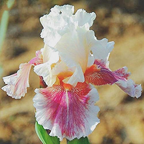 Bulbi iris,Aiuole con fiori di vario tipo e tanti colori,All'aperto o e brillante-1,2bulbis