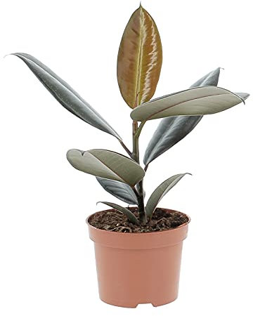 KENTIS - Ficus Elastica Abidjan - Piante Vere da Interni Purifica Aria - H 30-40 cm Vaso Ø 12 cm