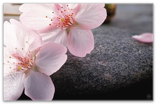 Herdabdeckplatte 80x52 cm ESG Glas | Rosa Kirschblüten auf Stein, Wellness, Beauty | Herd Abdeckung für Ceranfeld Schneidebrett Glasplatte Induktion