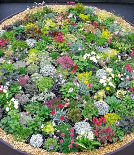 BALDUR Garten 16er Steingarten-Stauden-Mix, Pflanzen im 9x9 cm-Topf | niedrige Stauden, Grasnelke, Glockenblumen und attraktive Sedum-Arten, winterhart, pflegeleicht & trockenresistent