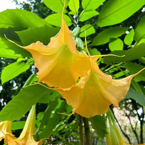 EngelstrompetePflanzeSamen、Pflanzenfür sonnige plätze zimmerpflanzen、zum einPflanzenpflanztopf、fensterbank deko gartenPflanzen200pcs