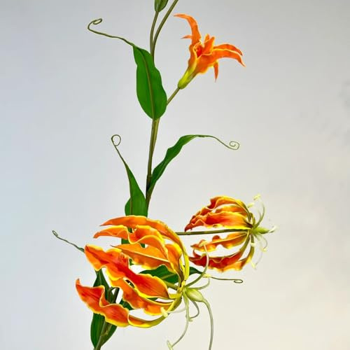 Flammenlilie stauden pflanzenkübel blumenzwiebel balkon deko balkon garten zimmerpflanze Flammenlilien blumenzwiebeln mehrjährig winterhart winterharte kübelpflanzen kräutergarten 5zwiebeln