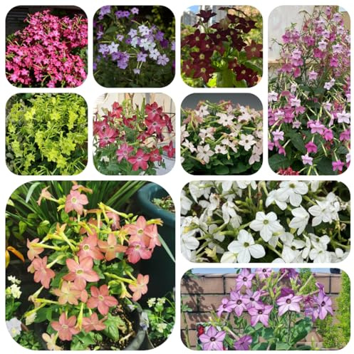 tabaksamen bio, winterhart gartenpflanzen mehrjährig 350pcs