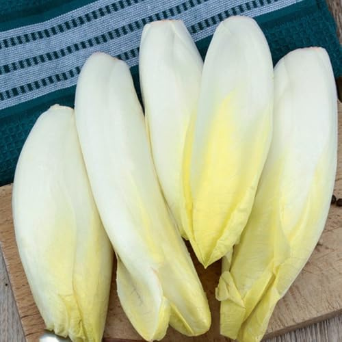 semi di cicoria rustica - radicchio biologico, rare freschi di radicchio di cicoria, orto, aiuola rialzata 50pcs