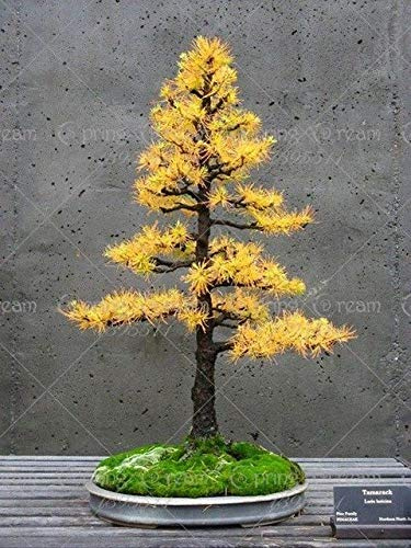 30 PCS/Bag Pencil Point Juniper Bonsai Rare Tree Seeds Seed Italian (Cupressus Sempervirens Stricta) : 1