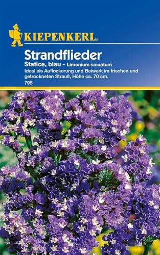 Kiepenkerl Strandfliedersamen Statice - Einjährige Blumensamen für Bunte Strohblumen Mischung, Ideal für Trockensträuße, Wuchshöhe ca. 70 cm