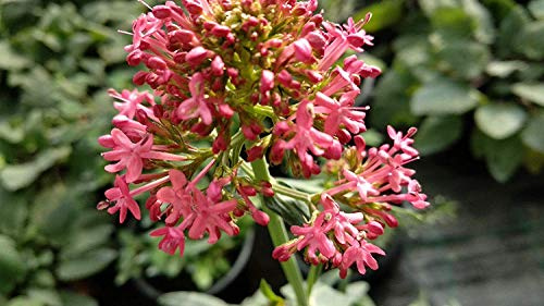 Potseed Centranthus Ruber Coccinea 50+ semi Red Valerian Spur Valeriana Kiss-Me-Quick