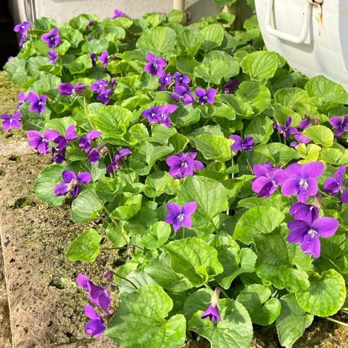 Duftveilchen Winterhart, blumenwiese exotische exotische winterharte für garten balkongewächshäuser für sonnige plätze 50Samen