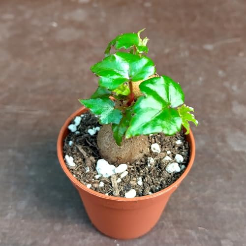 SUNNYPLANTS - Begonia dregei, Baobab Begonia, piante Begonia, talee di Begonia, Piante grasse, Semi di Piante Grasse talee, Piante Grasse Piante Grasse, Semi di Begonia, Caudex