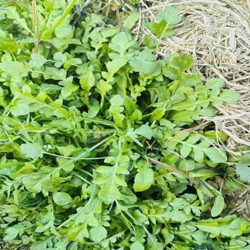 300 pcs senfsaat samen - balkon gemüse geschenke für gartenliebhaber Gelbsenf senfsamen kaufen,Brassica juncea, gemüsesaat pflanzenkübel büropflanzen kräuter samen kleine geschenke