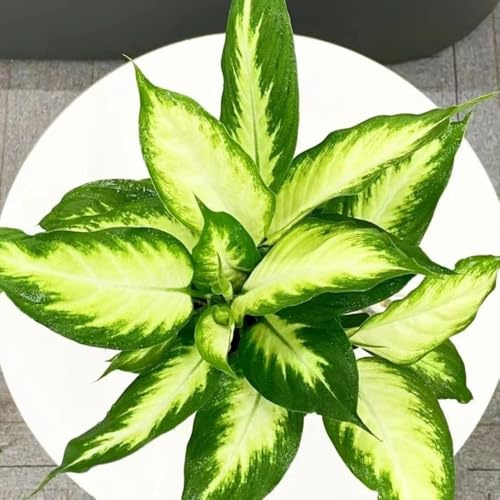 Semi di Aglaonema - da interno da balcone decorazione del soggiorno semi di resistenti per il giardino 60pcs
