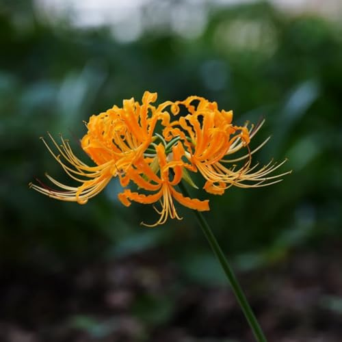 bulbo de lycoris radiata, lirio araña, balcón perennes resistentes, interior exóticas 2pcs