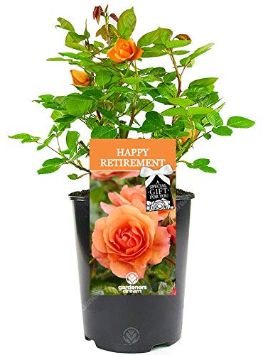 Happy Retirement Rose - Help Celebrate a Special Friend or Colleague Retire with a Unique Living Plant Gift