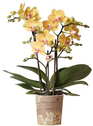 Kolibri Orchids | Gelbe Phalaenopsis Orchidee - Lima - Topfgröße Ø9cm | Blühende Zimmerpflanze - Frisch vom Züchter