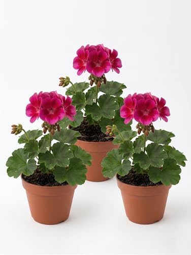 Geranio Zonale Fucsia Viola | Set 3 Piante Fiorite | Ideale per Balconi, Terrazzi e Giardini | Fioritura Primaverile ed Estiva | Pianta Ornamentale Resistente e Facile da Coltivare |Fiori Decorativi