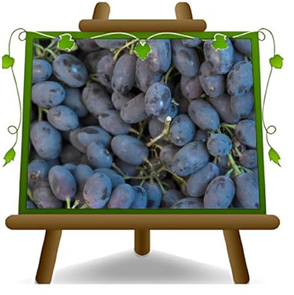 EURO PLANTS VIVAI Vigne Black Magic plante fruitière ancienne en pot 20 cm hauteur 150-170 cm - Âge 2 ans