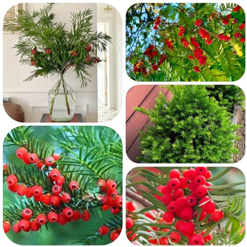 semi di taxus baccata - esotiche resistenti all'esterno, decorazione del soggiorno resistenti 40pcs