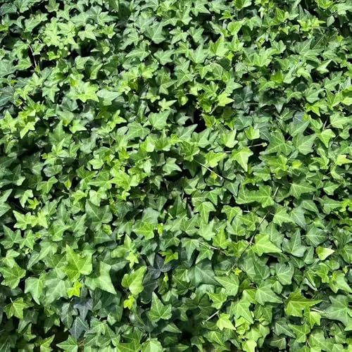 Semi di edera - giardino aromatiche resistenti per giardini rocciosi raro da giardino da balcone per giardinieri gli amanti del 120pcs