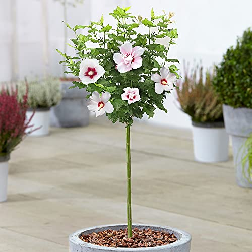 Dame Hibiscus Stanley - Rose de Sharon | Arbre caduc pour jardins et patios.