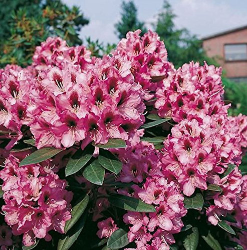 INKARHO - Großblumige Rhododendron Kokardia 25-30cm - Alpenrose - lebende Gartenpflanze aus den Baumschulen