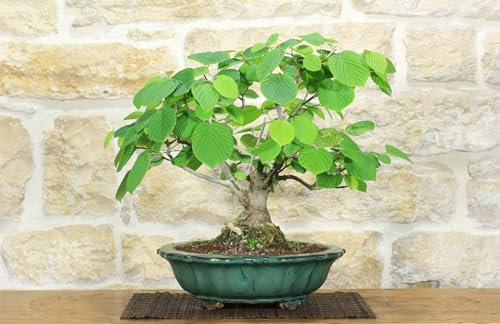 Corylopsis Spicata Bonsai - Faux Noisetier (1)