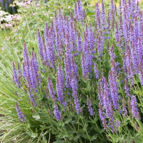 Semi di salvia, Le da giardino sono Semi di Salvia japonica, rare orto 350pcs
