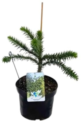 1x Andentanne, Affenschwanzbaum - Araucaria araucana | Pot
