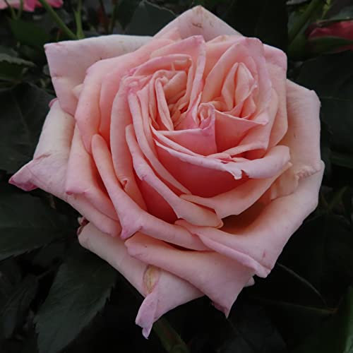 Gorgeous Girl - 5.5lt Potted Hybrid Tea Garden Rose Bush - Highly Attractive Fragrant Mid Pink Blooms, Healthy & Repeat Flowers