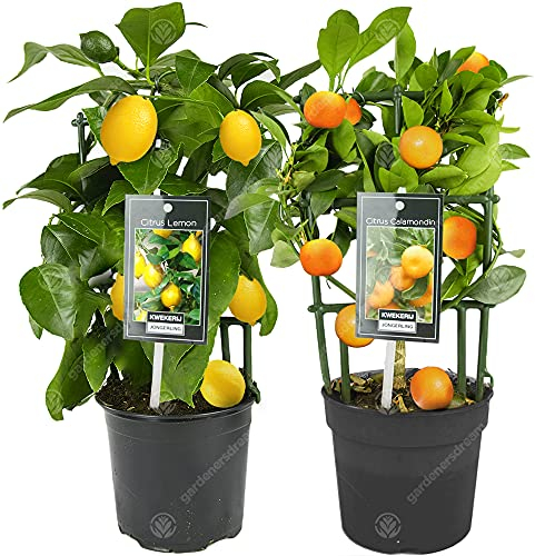 Zitrone & Orange Baum Combo frische lebende innen Zitronen Hauspflanzen im 12cm Topf