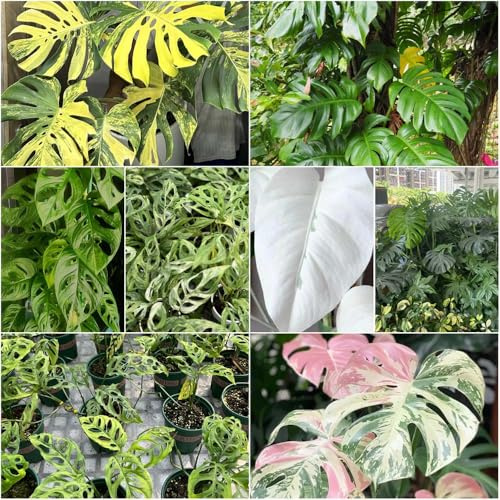 semillas de monstera para exterior, sala de estar perennes resistentes, jardín interior, bonsái interior 80pcs