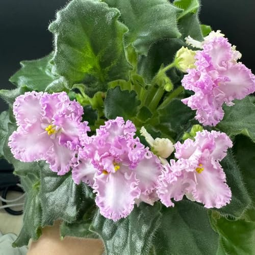 usambaraveilchen - winterharte stauden mehrjährig pflanztöpfe steingartenpflanzen winterhart zimmerpflanzen pflanzensamen exotisch kräutersamen blumenbeet balkon topfpflanzen echt 600samen