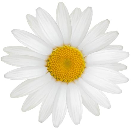 Kleberio Weiße Gänseblume Aufkleber – wetterfest, UV–beständig, konturgeschnitten – 10 x 10 cm