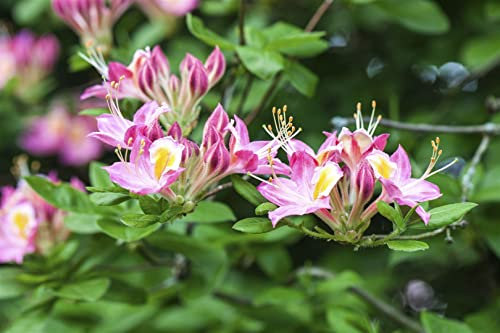 Rhododendron viscosum 50–60 cm – Winterhart & Mehrjährig – Sumpf-Rhododendron – Zierstrauch für Garten & Terrasse