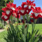 Bulbos de iris de flores ornamentales perennes, adecuados para plantar en el jardín, de rico color.-E-6bulbos