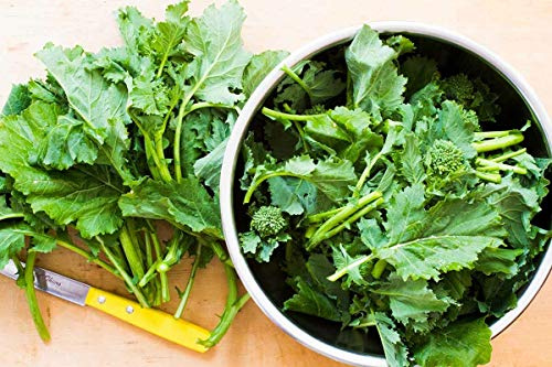 Broccoli Seeds-Raab, Rapini, 500 Count COOL BEANS N SPROUTS Brand. Home Gardening.