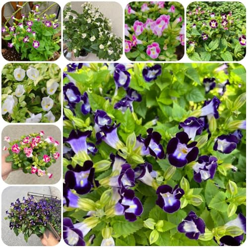 Semillas de Torenia fournieri, semillas de silvestres exterior resistentes pradera mariposas jardín rocas resistentes Decoración jardín para exteriores perennes 400pcs
