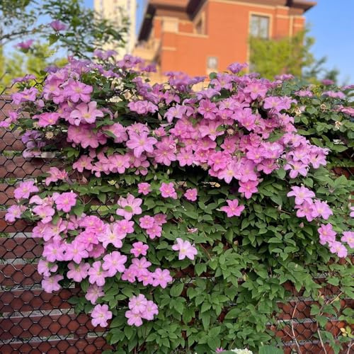 clematis winterhart - gartenblumen mehrjährig garten kletterpflanzen zwiebelblumen seltene 1zwiebeln