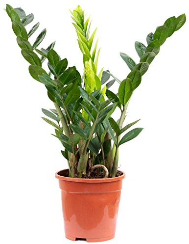 Glücksfeder - pflegeleichte Zimmerpflanze, Zamioculcas zamiifolia 3+ - Höhe ca. 55 cm, Topf-Ø 17 cm