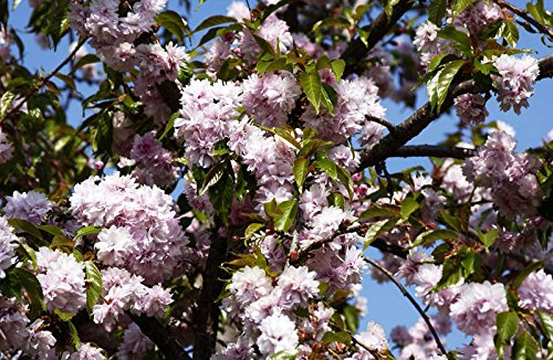 Hängende Nelkenkirsche 'Kiku-shidare-zakura' - Prunus serrulata Kiku-shidare-zakura - Containerware 100-150 cm - Garten von Ehren®